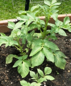 Potato Plants